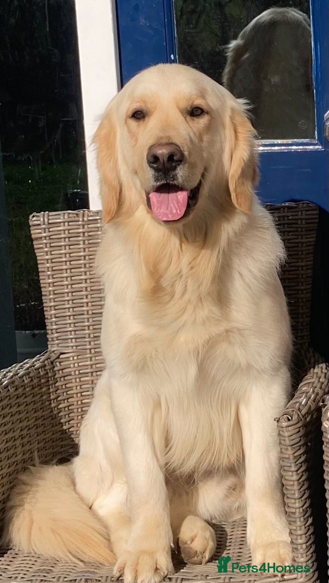 Golden Retriever dogs for stud: Proven and health tested Golden Retriever Stud - Image 2