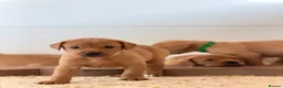 Labrador Retriever dogs for sale: Labrador Retriever puppies - Advert 22