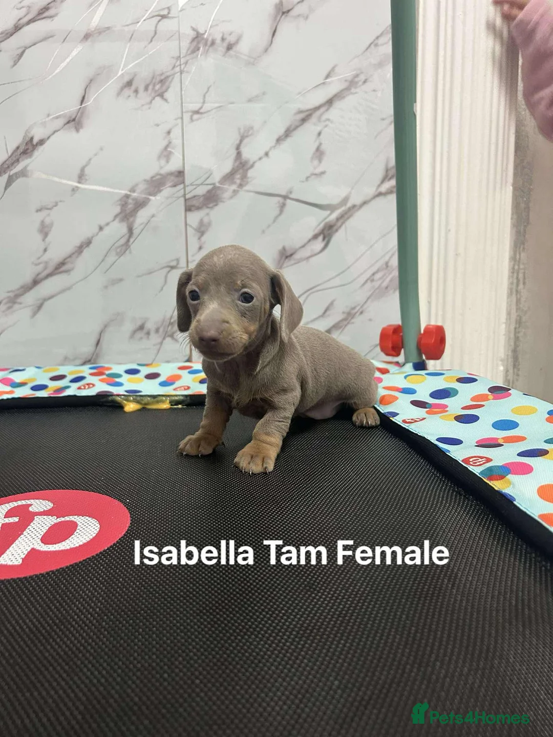 Miniature Dachshund dogs for sale: ❤️❤️Last Male Miniature Dachshunds❤️❤️ - Advert 17