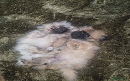 Pomeranian dogs for sale: Xxs Pomeraniums  - Image 8