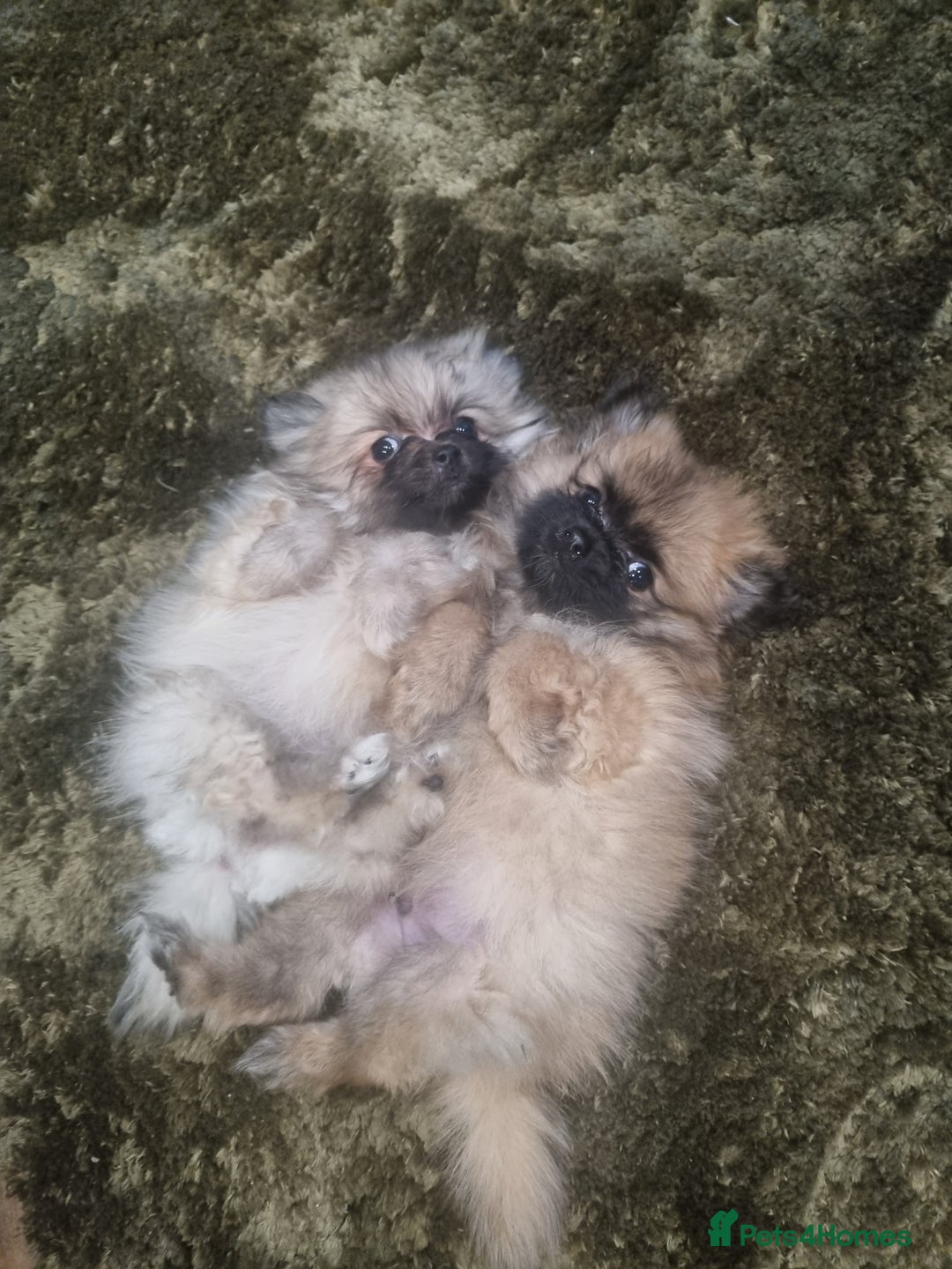 Pomeranian dogs for sale: Xxs Pomeraniums  - Image 8