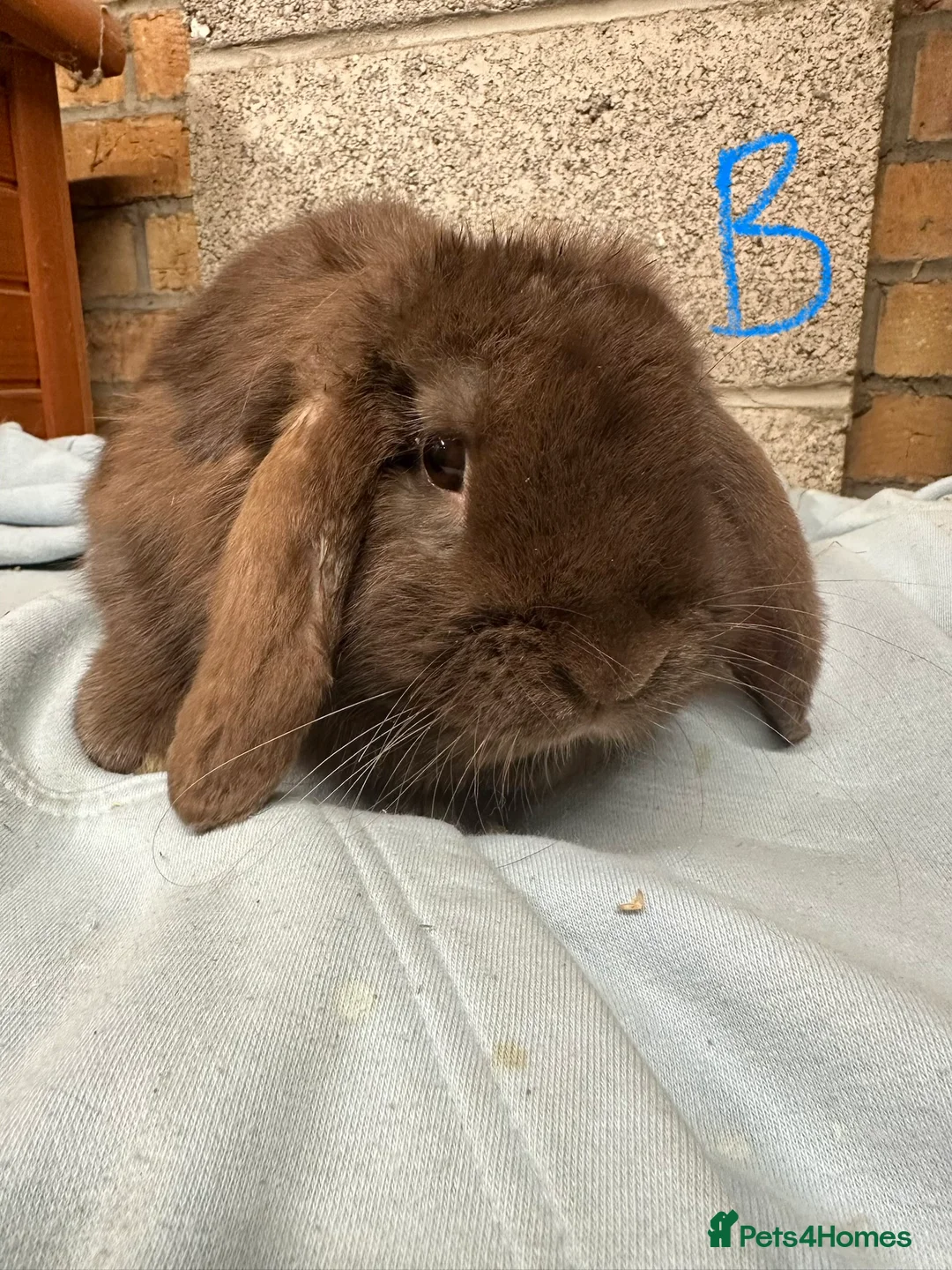 Mini Lop rabbits for sale: Mini Lop rabbits For Sale  - Advert 35