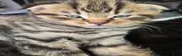 Scottish Fold cats for sale: 4 beautiful Scottish folds for sale in Peterborough - Advert 5