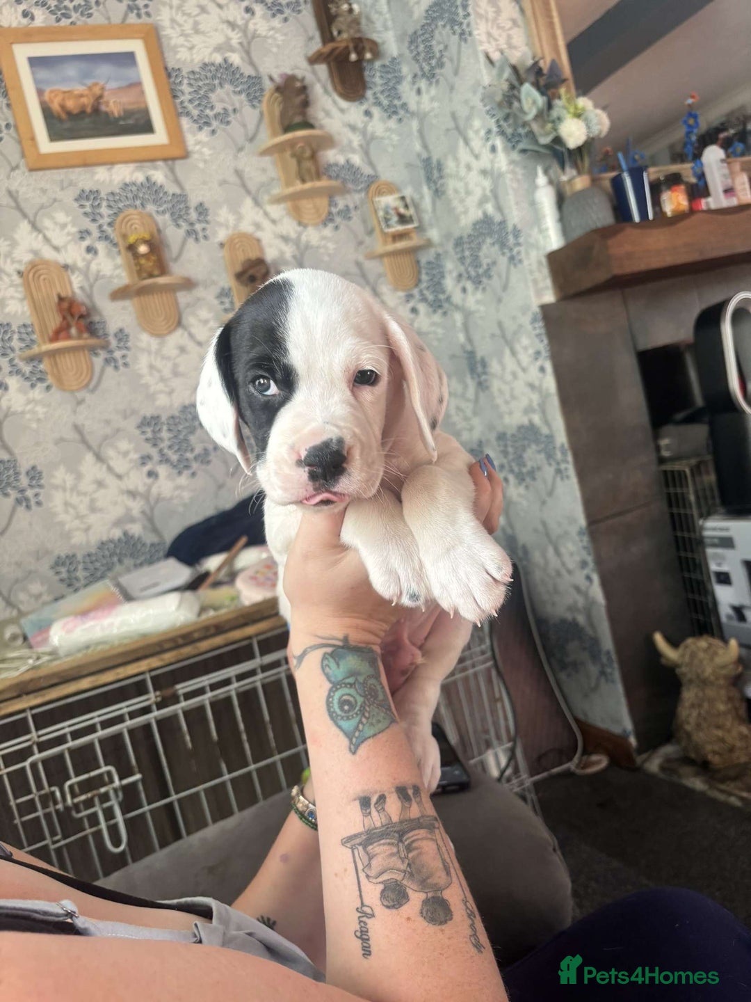 Mixed Breed dogs for sale: long haired Boxapoints - Image 6
