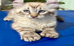 Keetso cats for sale: Stunning polydactyl longhaired snow leopard Keetso - Image 9