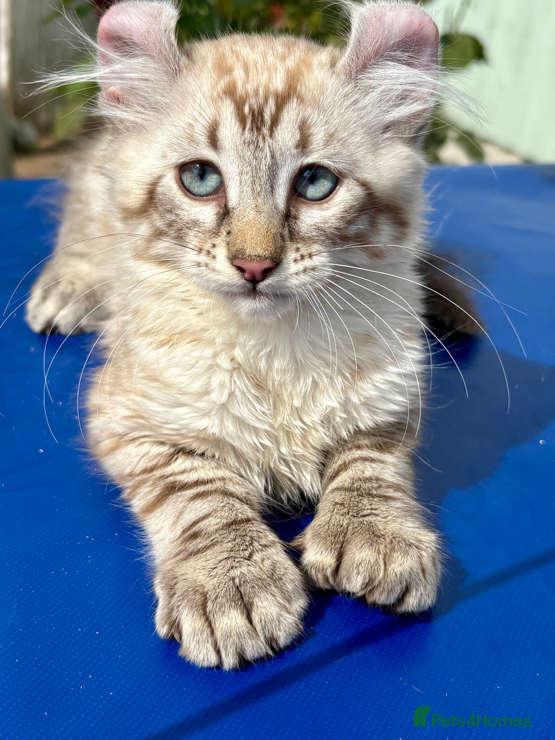 Keetso cats for sale: Stunning polydactyl longhaired snow leopard Keetso - Image 9