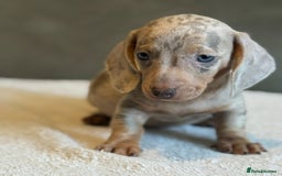 Miniature Dachshund dogs for sale: KC Reg Miniature Dachshund Puppies  - Image 10