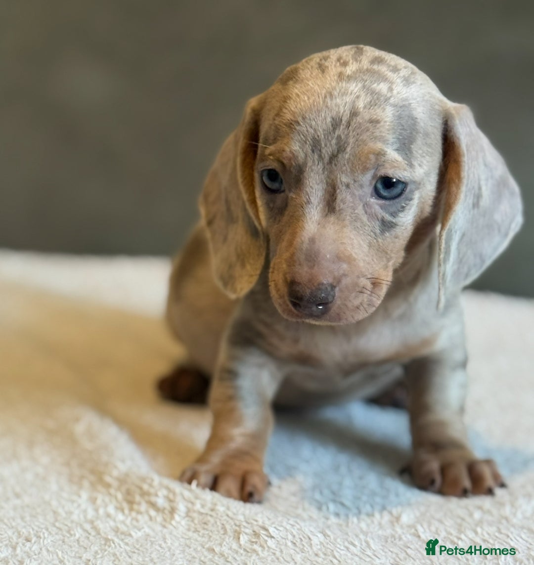 Miniature Dachshund dogs for sale: KC Reg Miniature Dachshund Puppies  - Image 10