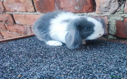 Mini Lop rabbits for sale: Baby mini lop bunnies - Image 16