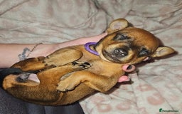 Miniature Pinscher dogs for sale: Miniature Pinscher puppies! - Image 9