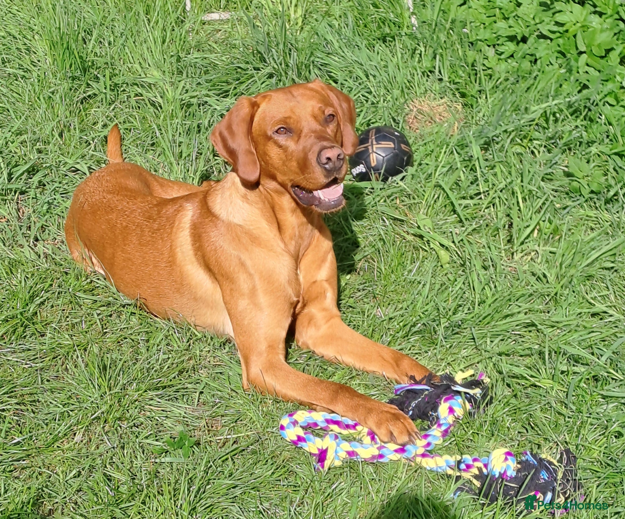 Labrador Retriever dogs STUD ONLY - Male fox red labrador retriever  - Advert 1