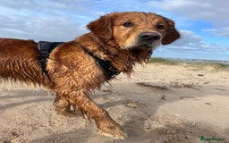Golden Retriever dogs for stud: Stunning dark red golden retriever  - Image 12
