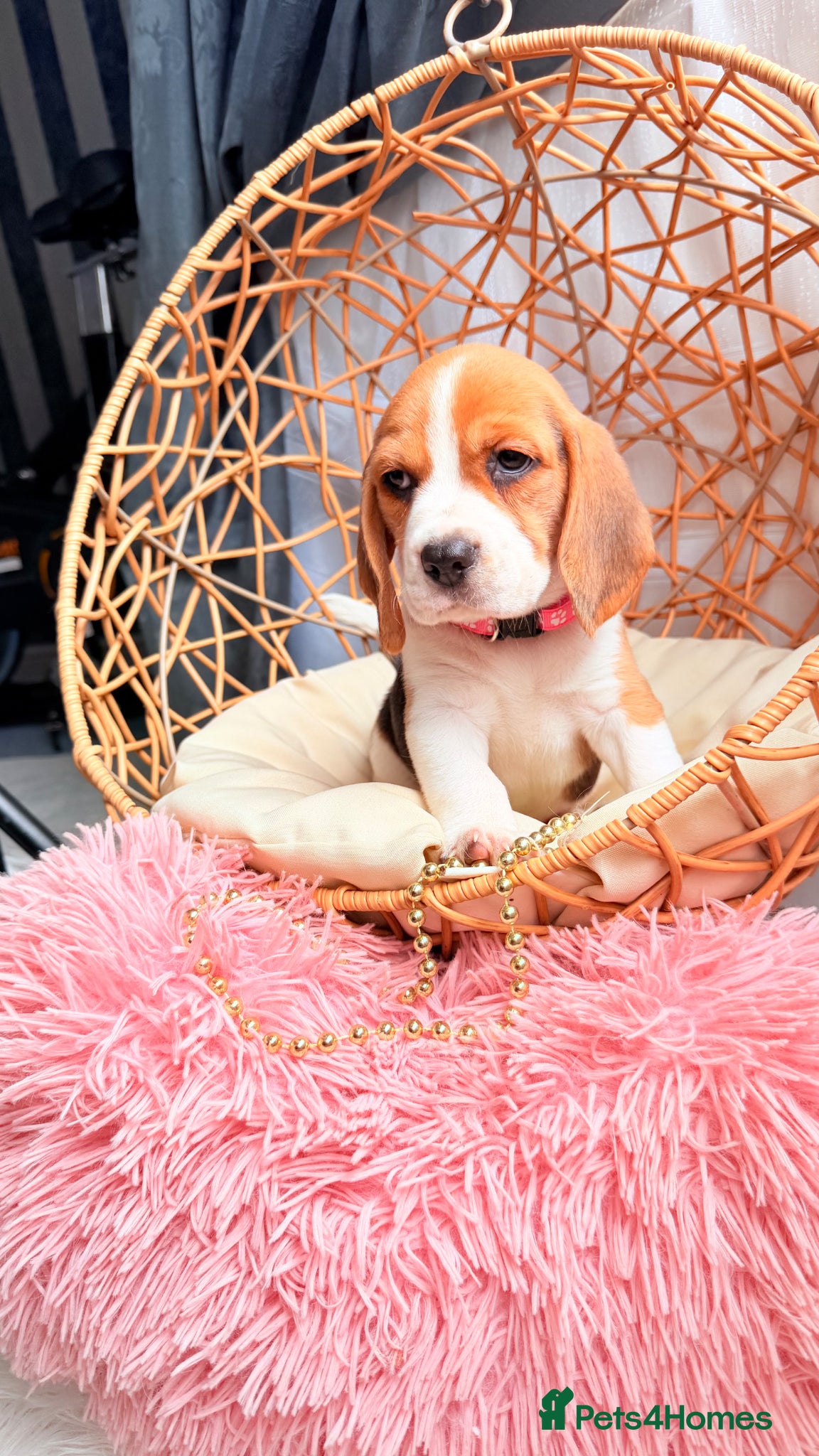 Beagle dogs 💞BEAUTIFUL BEAGLE PUPPIES 💞 - Advert 2