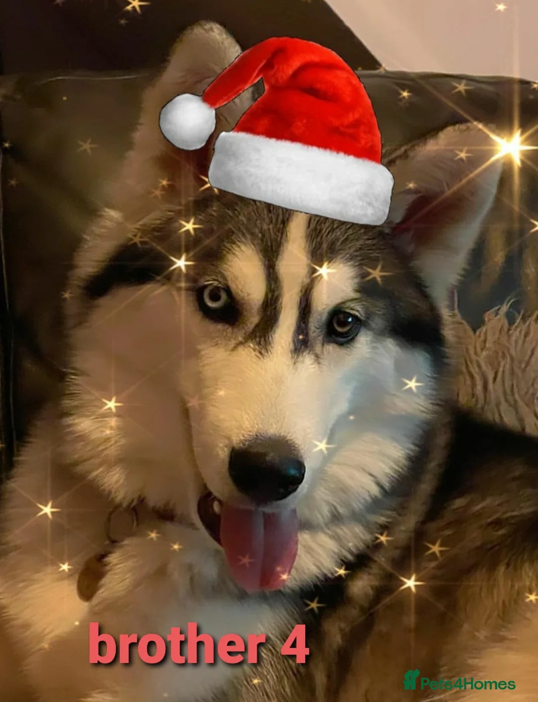 Siberian Husky dogs for stud: Siberian Husky - produces large litters in Cheltenham - Advert 13