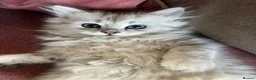 British Longhair cats for sale: British longhair cross kittens  - Advert 16
