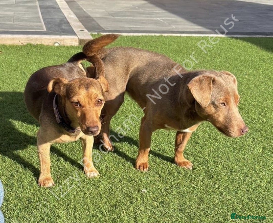 Jack Russell dogs for sale: Lilac and Chocolate Jack Russell Terrier Puppies  - Advert 8