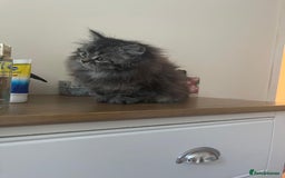 Persian cats for sale: Persian kittens  - Image 7