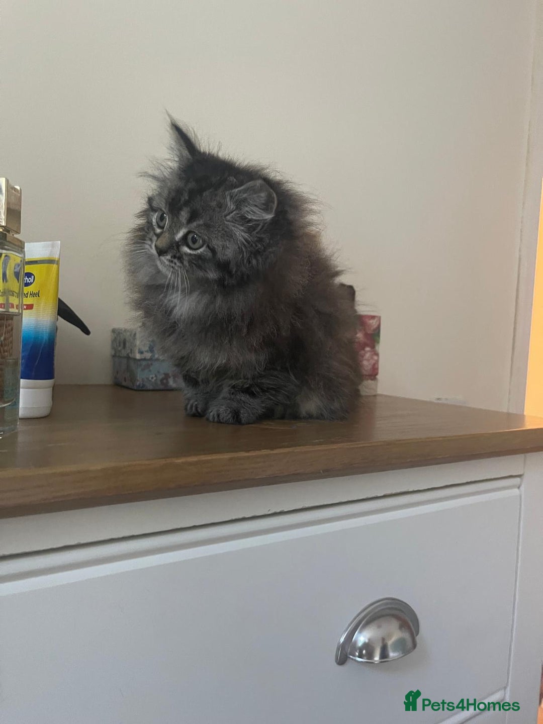 Persian cats for sale: Persian kittens  - Image 7