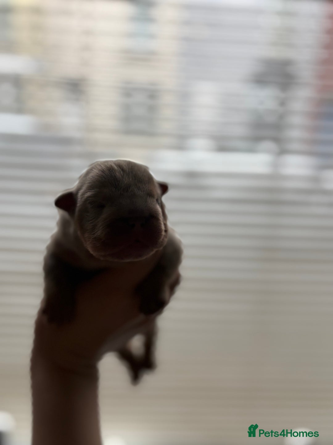 English Bulldog dogs for sale: Merle & choc tri English Bulldogs - Image 12