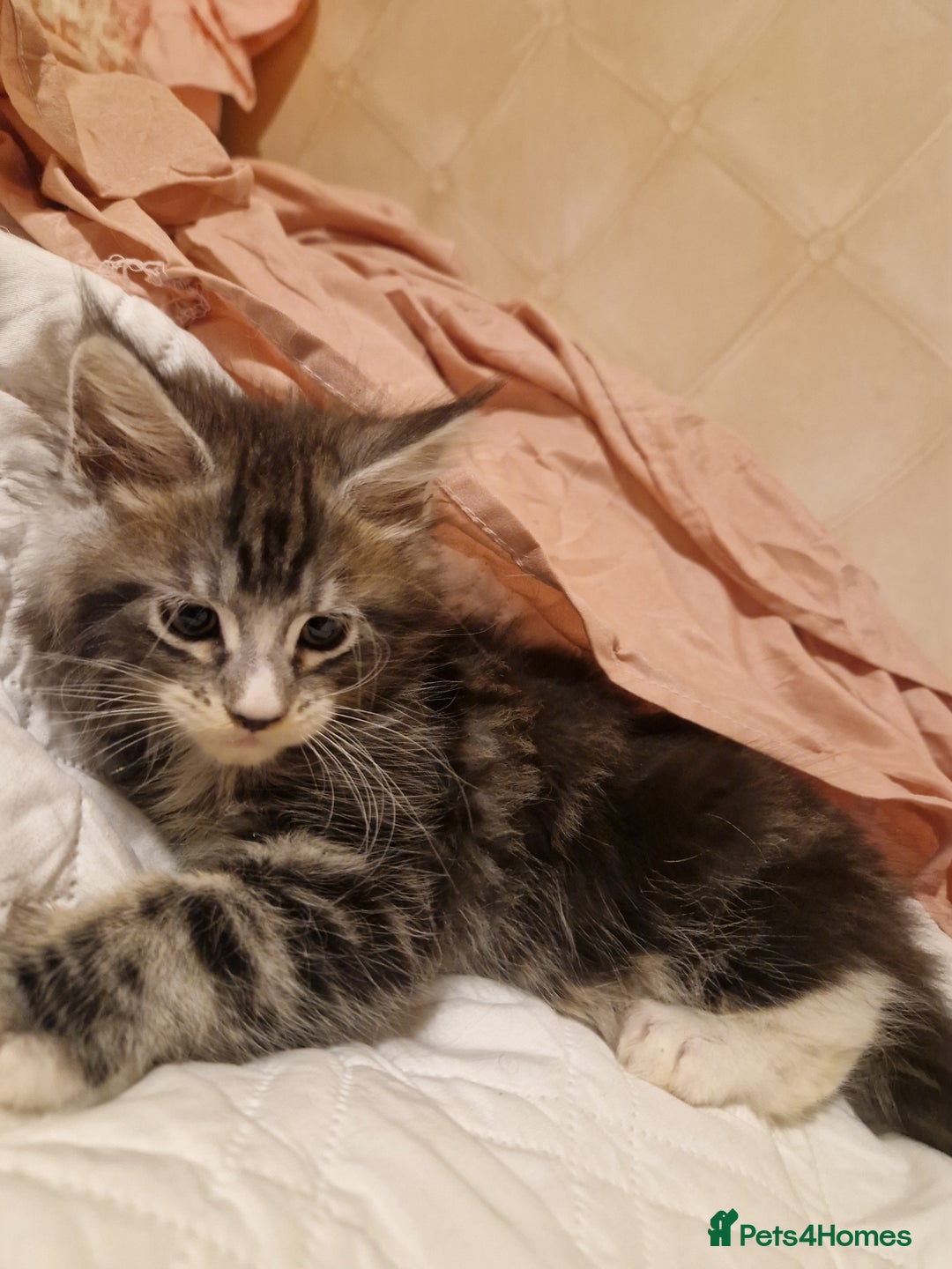 Maine Coon cats for sale: Sweet Maine Coon kittens - Advert 8