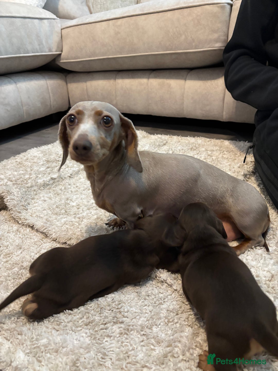 Miniature Dachshund dogs for sale: KC Registered Miniature dachshund smooth  - Advert 1
