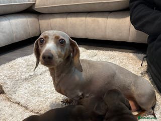 Miniature Dachshund dogs KC Registered Miniature dachshund smooth - Advert 12