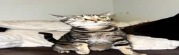 Bengal cats for sale: Bengal X British - adult rehome - Advert 5