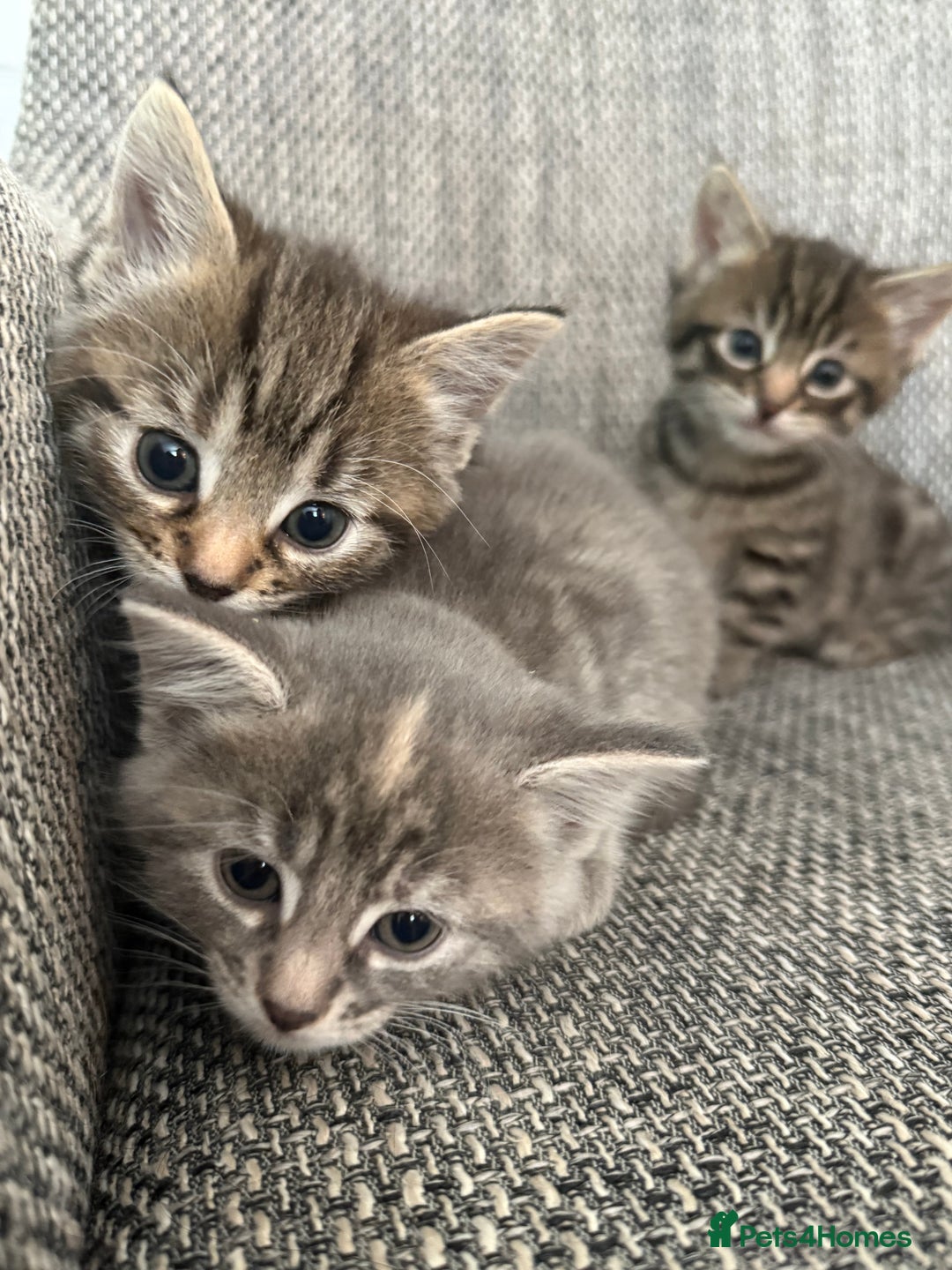 British Longhair cats for sale: Beautiful kittens by our stunning British longhair - Image 19