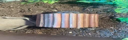 Tortoise reptiles for sale: greek tortoise with house + accessories - Advert 12