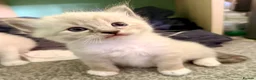 Ragdoll cats for sale: Ragdol kitten  - Advert 4
