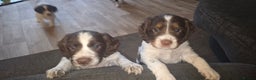 Sprocker dogs for sale: Home-Reared Sprocker Puppies  - Advert 34