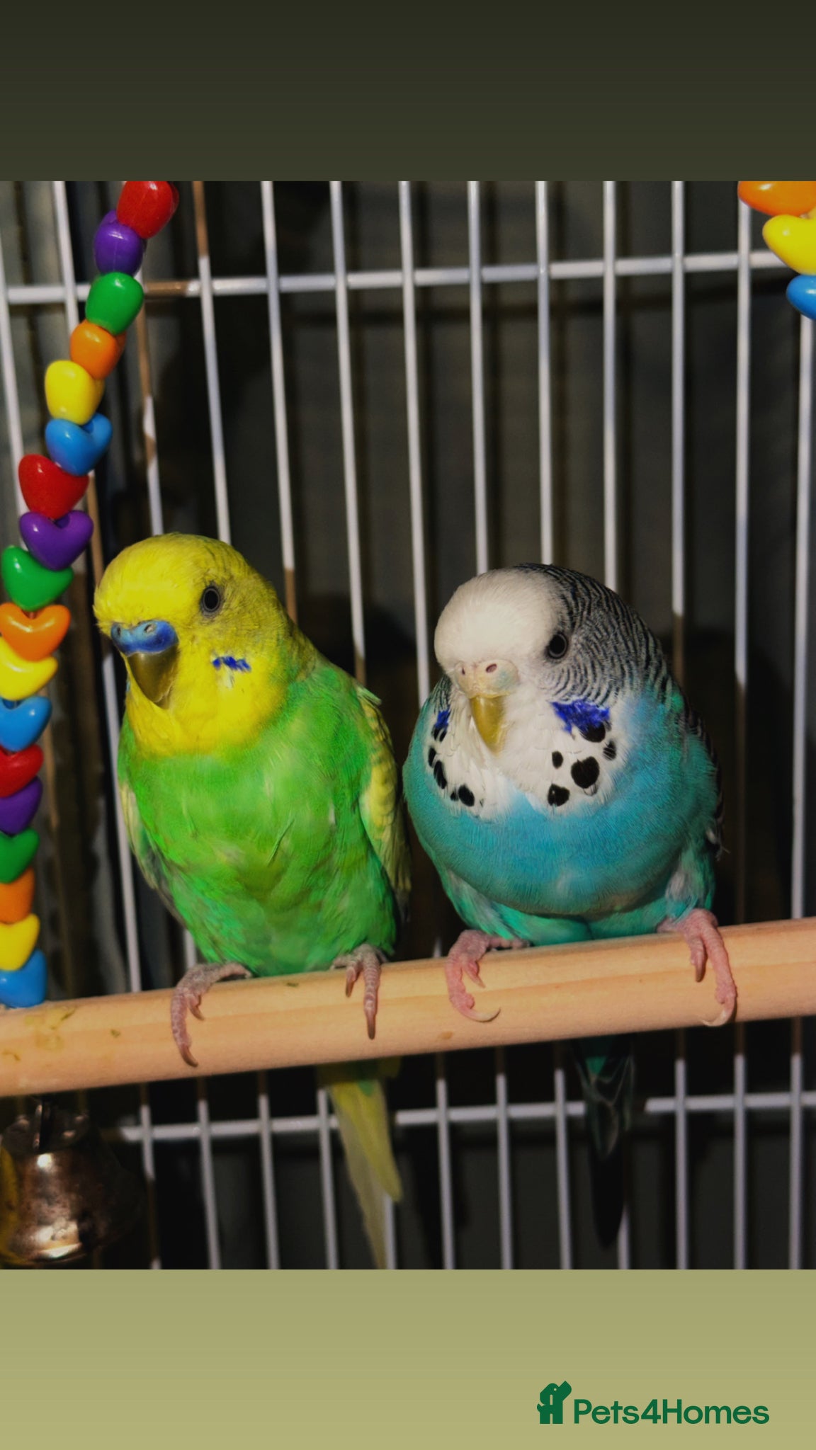 Budgerigars birds 2 budgies + cage  - Advert 1
