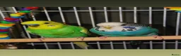 Budgerigars birds for sale: 2 budgies + cage  in Broseley - Advert 1