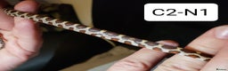 Corn Snake reptiles for sale: Babies Corn Snakes - Advert 8