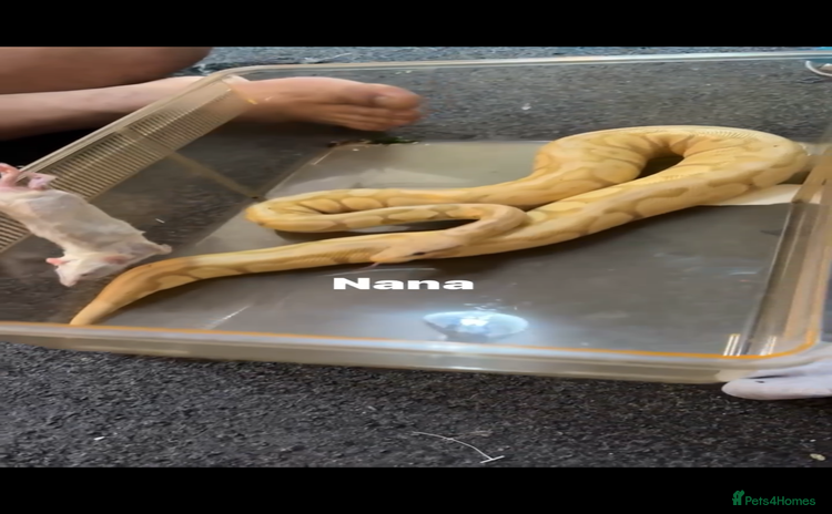 Snake reptiles - Advert 1