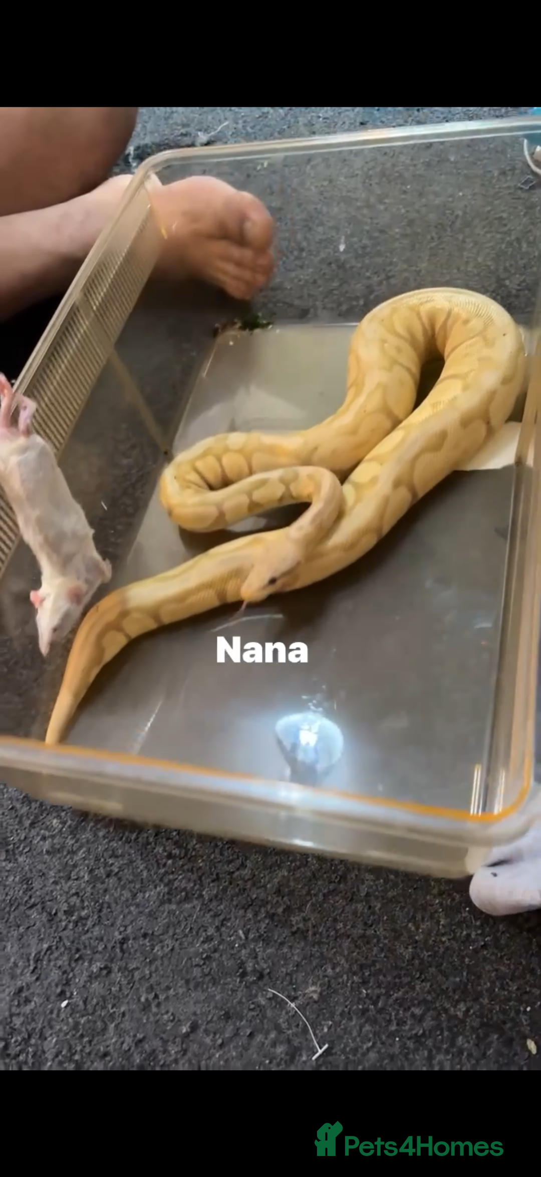 Snake reptiles for sale: Need my banana ball pythons re homed.  - Image 1