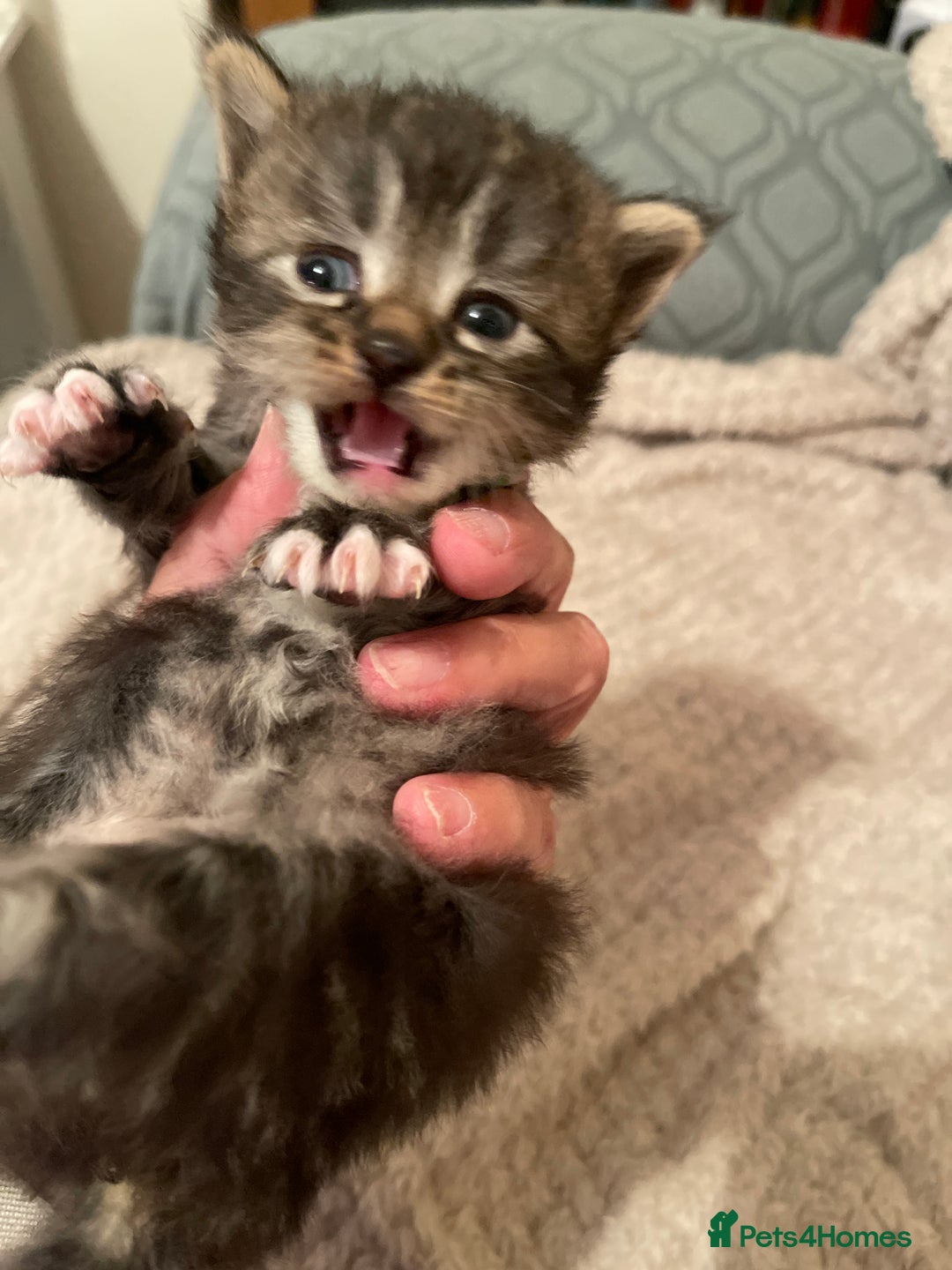 British Shorthair cats for sale: Gorgeous kittens - Image 19