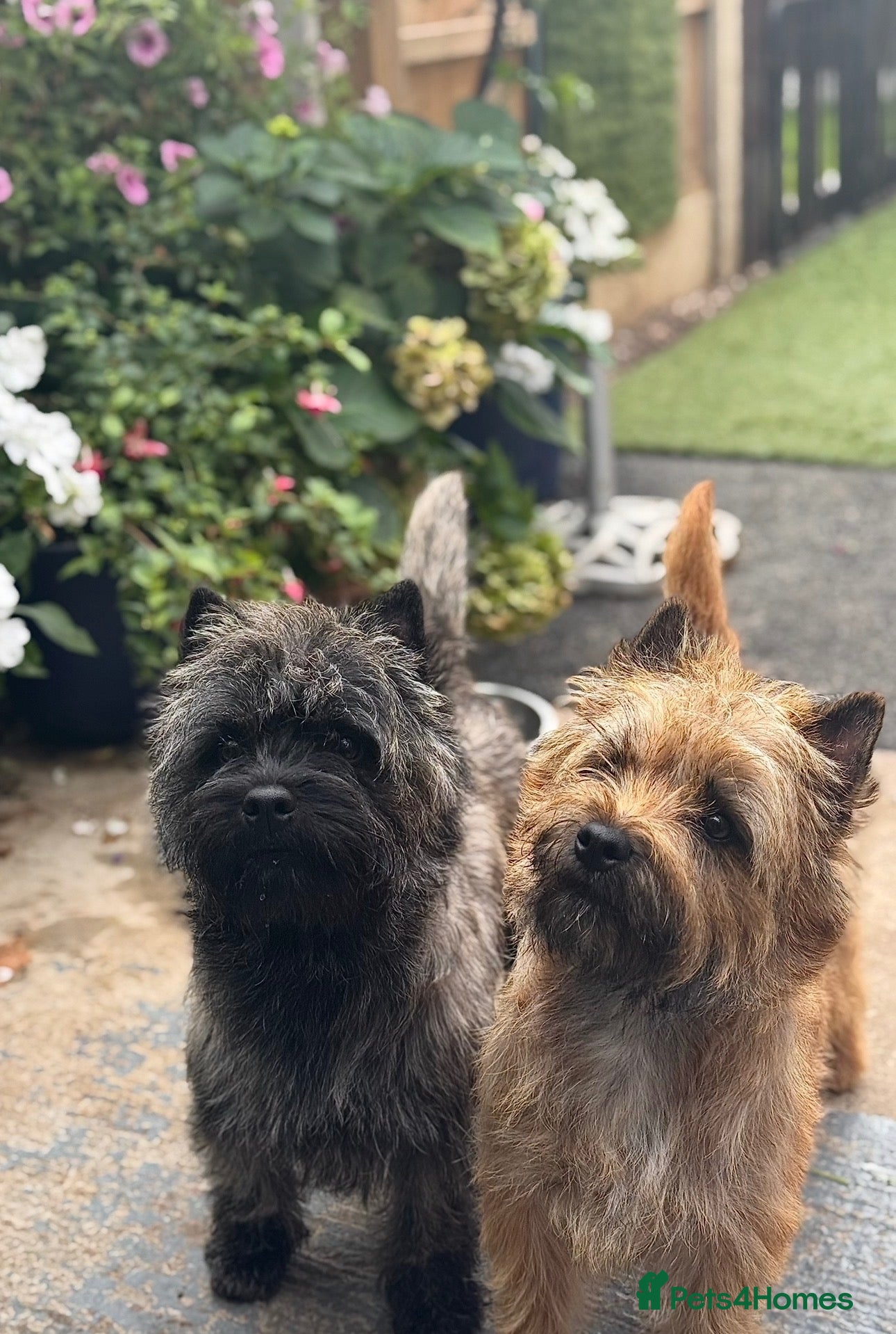 Cairn Terrier dogs KC pups off Health Tested parents, avail 11th Oct - Advert 1