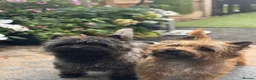 Cairn Terrier dogs for sale: KC pups off Health Tested parents, avail 11th Oct - Advert 1
