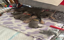 French Bulldog dogs for sale: French bulldog pups  - Image 11