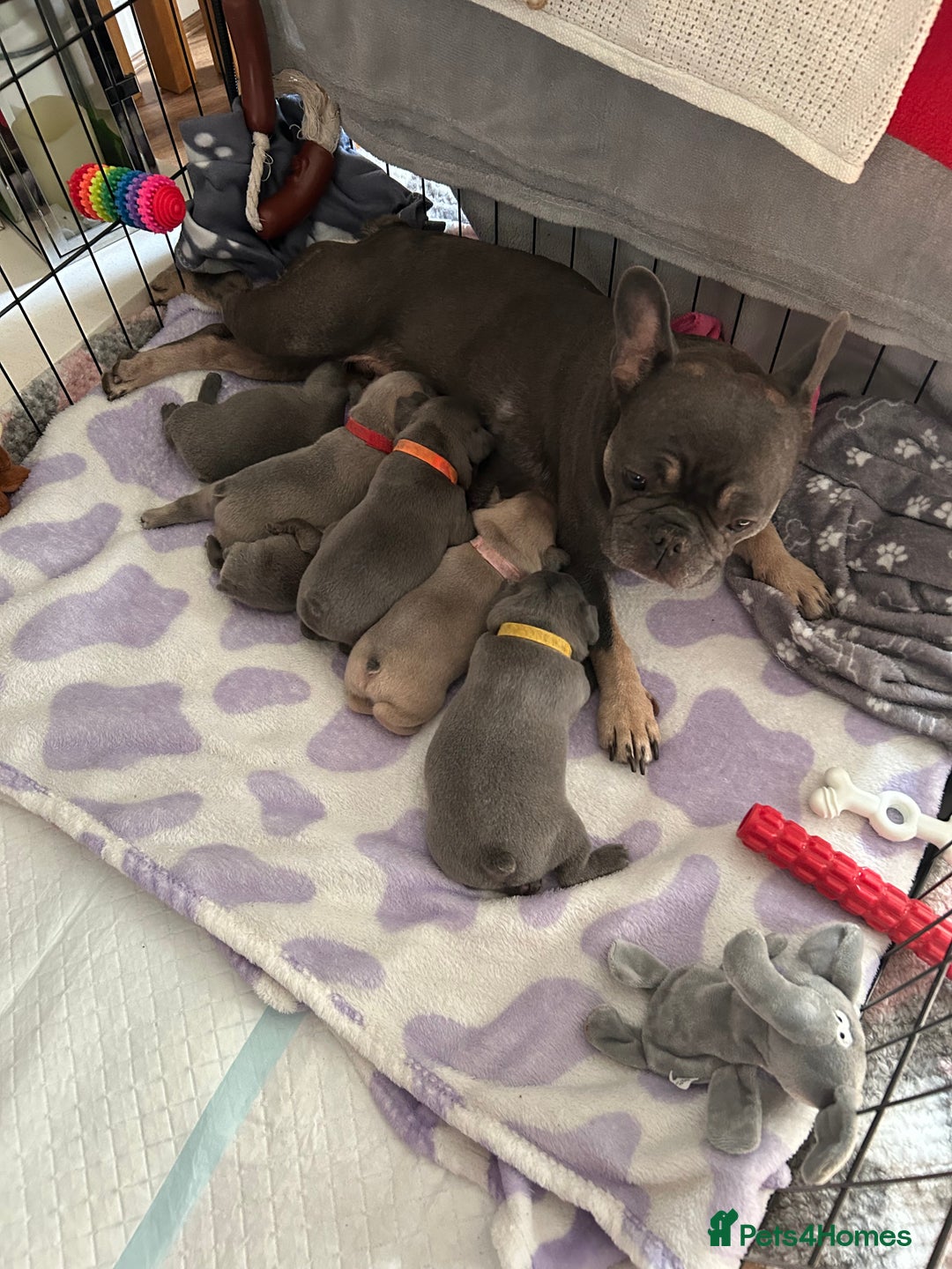 French Bulldog dogs for sale: French bulldog pups  - Image 11