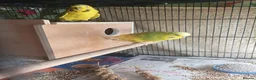 Budgerigars birds for sale: Breeding Budgie Pair yellows lime green - Advert 4