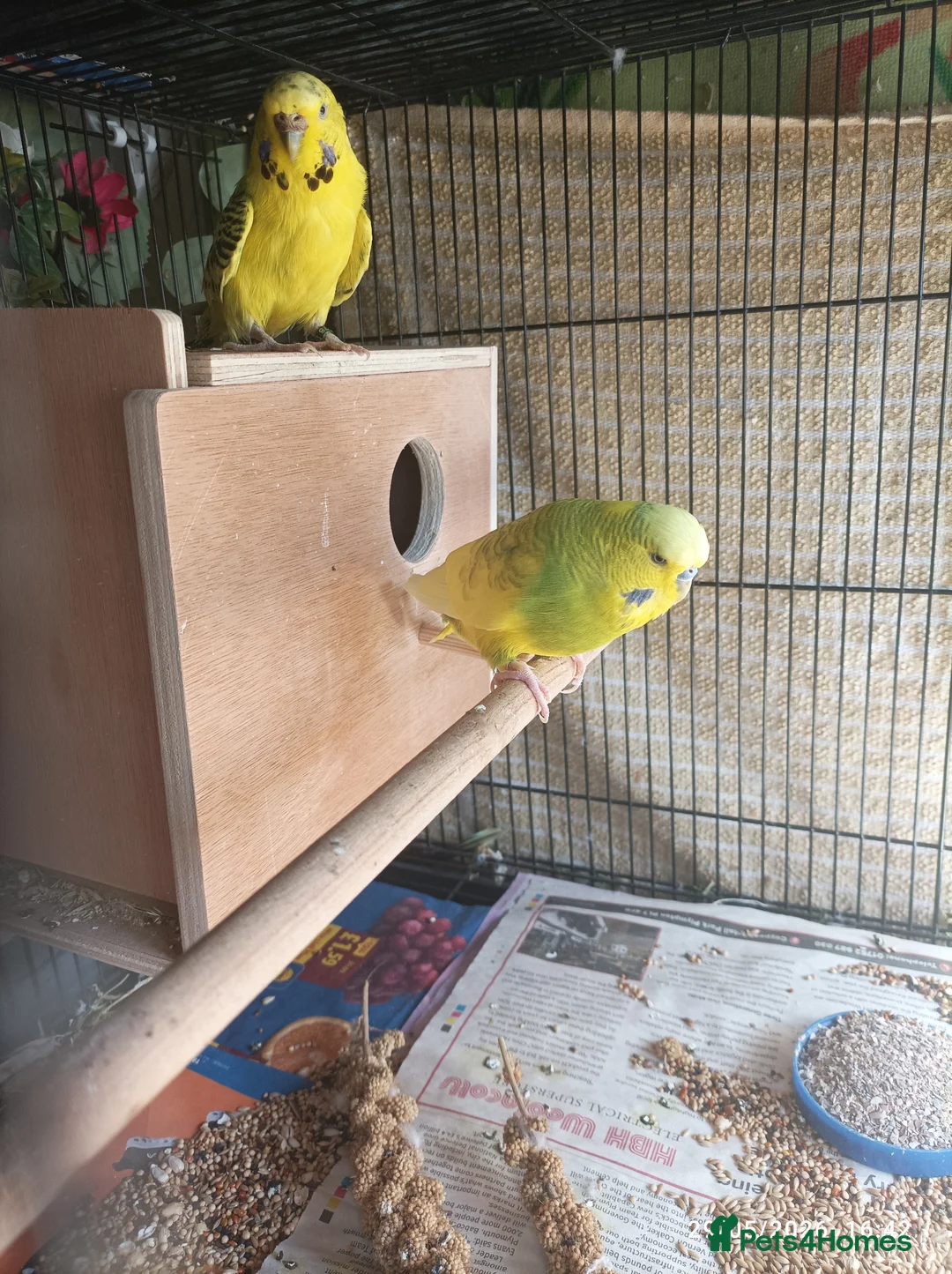 Budgerigars birds for sale: Breeding Budgie Pair yellows lime green - Advert 4
