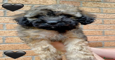 Cavapoo dogs - Advert 1