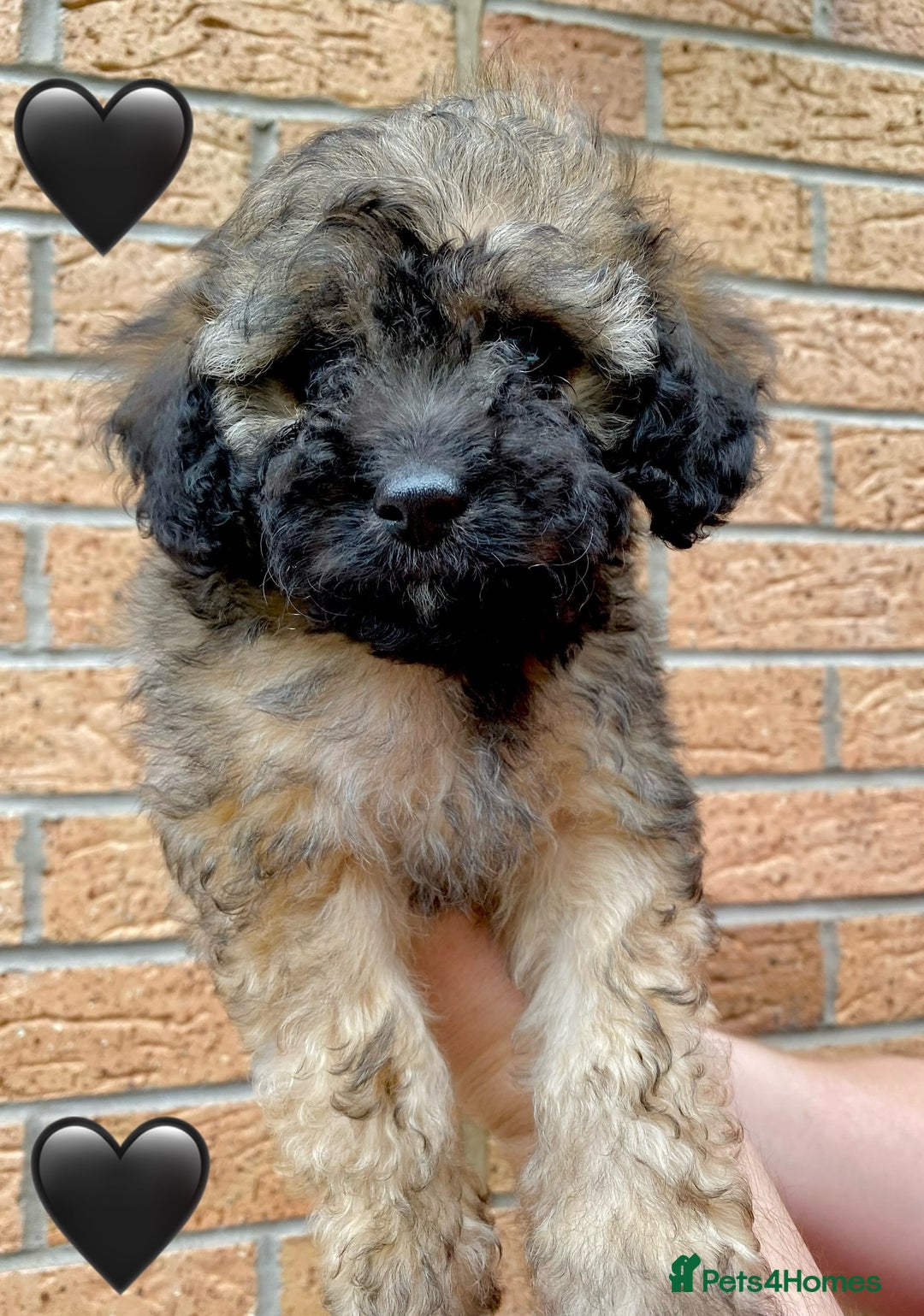Cavapoo dogs for sale: 💖 Top Quality F1B Cavapoo Puppies DNA TESTED 💖 - Image 21