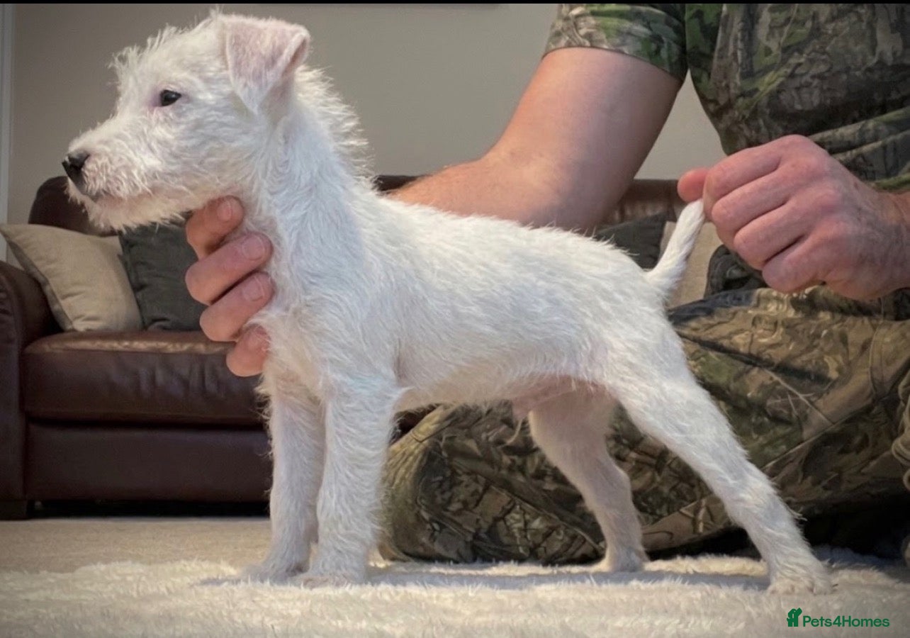 Parson Russell dogs for sale: Quality parson terrier pups  - Advert 1