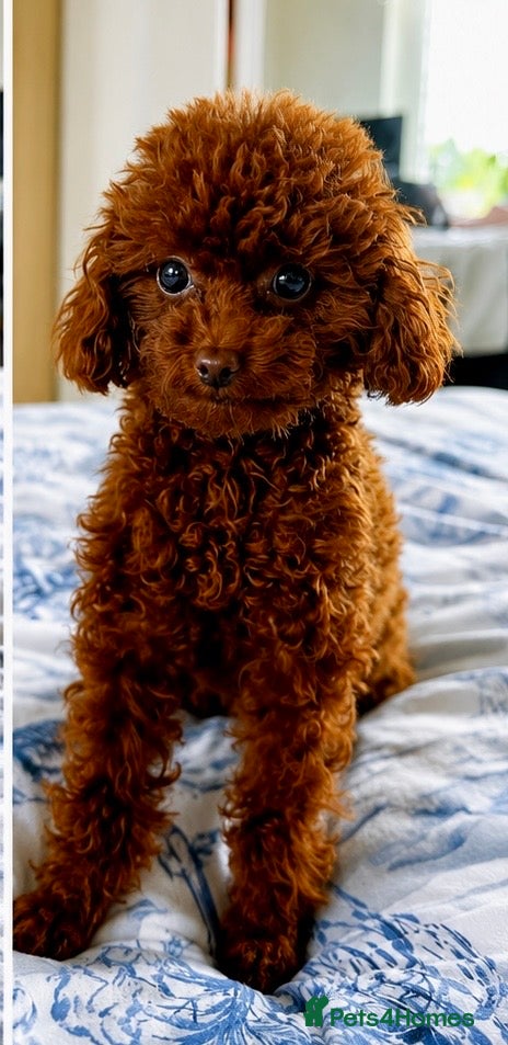 Toy Poodle dogs Adorable mini Asian poodle  - Advert 1