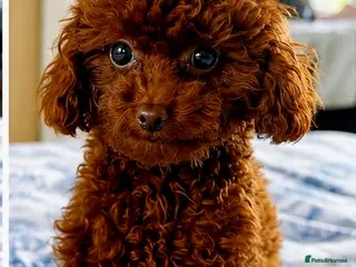 Toy Poodle dogs Adorable mini Asian poodle - Advert 1
