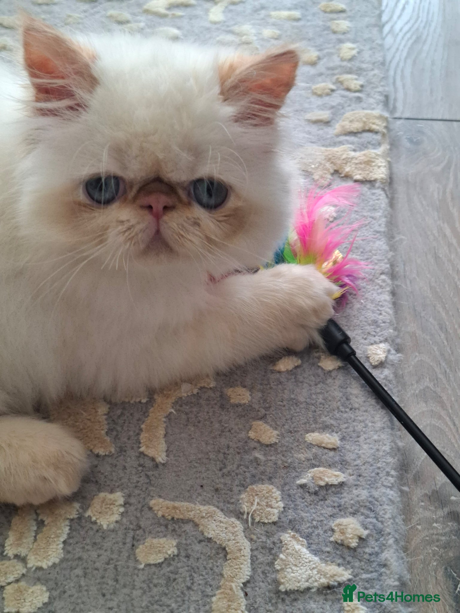 Persian cats Persian Kittens GCCF Reg. For Sale - Advert 1