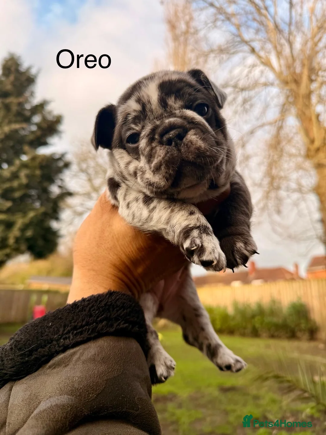 French Bulldog dogs for sale: French bulldog puppy  in Leeds - Advert 5
